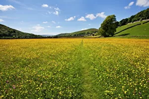Path Collection: Path across buttercup meadows at Gunnerside in Swaledale, Yorkshire Dales, Yorkshire, England