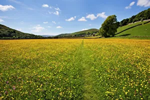 Footpath Prints: Path across buttercup meadows at Gunnerside in Swaledale