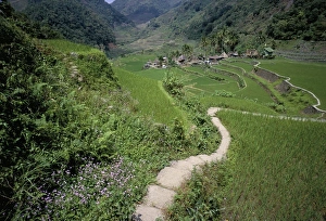 Luzon Prints: Path through fields leading to the Ifugao village of Banga-An
