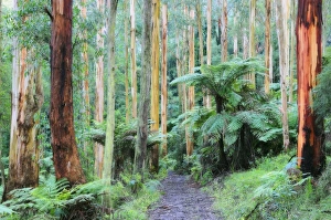 Images Dated 24th May 2008: Path through forest, Dandenong Ranges, Victoria, Australia, Pacific