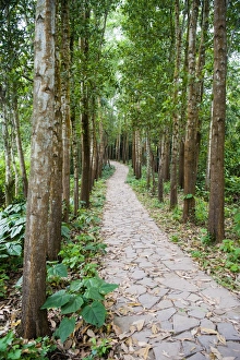 Hoi An Prints: Path through the Forest at My Son