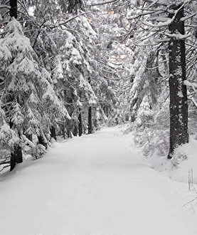 Track Prints: Path through a forest in winter