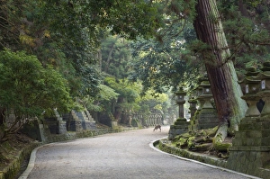 Images Dated 9th November 2007: Path to Kasuga-Taisha Shrine