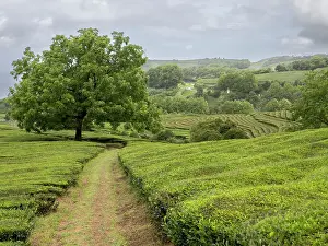 Sao Miguel Prints: Path leading toward a big nut tree in the middle of the tea plantation Cha Gorreana in Sao Miguel