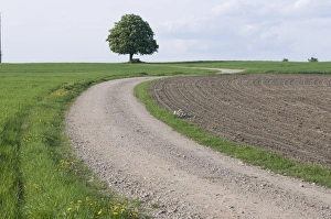 Dirt Road Prints: Path leading through landscape, Waldsassen, Bavaria, Germany, Europe