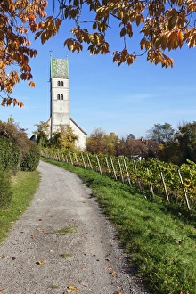 Bodensee Prints: Path leading through vineyards to a church