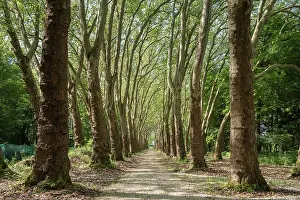 Amboise Prints: Path lined with a double row of plane trees