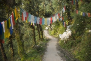 Dharamsala Prints: Path and prayer flags
