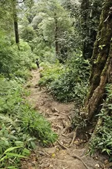 Path through rainforest to summit of Fansipan, Hoang Lien Mountains, Vietnam