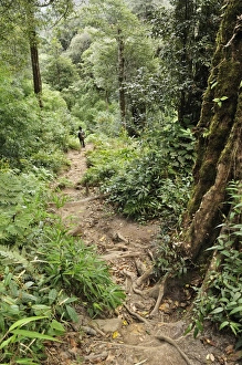 Images Dated 26th December 2009: Path through rainforest to summit of Fansipan, Hoang Lien Mountains, Vietnam