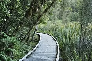 Images Dated 1st May 2010: Path through rainforest, Westland Tai Poutini National Park, UNESCO World Heritage Site