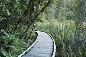 Wooden Walkway Prints: Path through rainforest, Westland Tai Poutini National Park, UNESCO World Heritage Site
