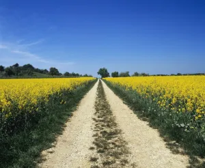 Dirt Track Prints: Path through a rape field, Swabian Alb, Baden Wurttemberg, Germany, Europe