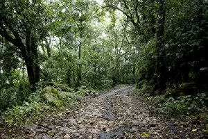 Path in Shola forest, Eravikulam National Park, Kerala, India, Asia