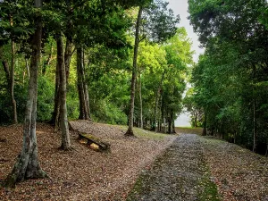 Trail Prints: Path through trees leading to Lake Causeway at Yaxha Archaeological Site in Guatemala