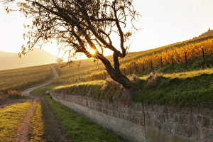 Pfalz Prints: Path through vineyards in autumn at sunset