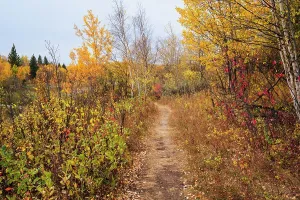 Trail Prints: Path through the woods in autumn surrounded by colorful foliage in Elk Island National Park Alberta