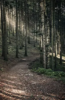 Path in the woods with sun light filtering through the trees, Dardagna Waterfalls