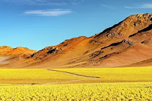 Shrubs Prints: Path among yellow shrub fields, Puna, Argentina