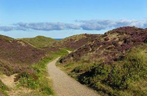 Nature Lovers Prints: Pathway through heather and sand dunes, Kampen, Sylt, Schleswig Holstein, Germany, Europe