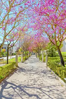 Enjoyment Prints: Pathway lined with blooming trees and vibrant flowers in Giardino Ibleo