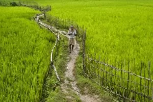 Images Dated 28th September 2010: A pathway through the rice paddies in the Chittangong Hill Tracts, Bangladesh, Asia