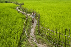 Farmer Prints: A pathway through the rice paddies in the Chittangong Hill Tracts, Bangladesh, Asia
