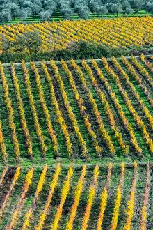 Winemaking Prints: Patterned lines of vineyards in Autumnal colours in afternoon light
