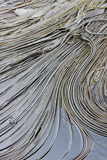Giant Prints: Patterns form in giant kelp strands at low tide on Willis Island in South Georgia and the South Sandwich Islands