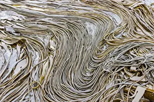 Giant Prints: Patterns of giant kelp strands and stipes on Willis Island during low tide in South Georgia