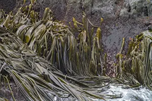 Giant Prints: Patterns of giant kelp strands on Willis Island during low tide in South Georgia Island