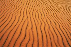 Images Dated 13th January 2000: Patterns in sand dunes in Erg Chebbi sand sea