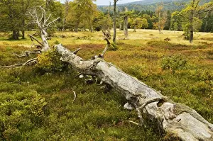 Pature with autumn colors, Bavarian Forest National Park, Bavarian Forest, Bavaria, Germany, Europe