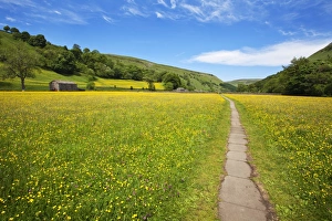 Wild Flowers Prints: Paved footpath across buttercup meadows at Muker