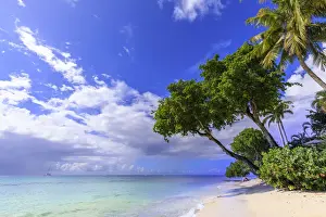 Paynes Bay, overhanging trees, fine pale pink sand beach, turquoise sea