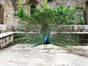 Lush Greenery Prints: Peacock at the Benedictine Monastery, Lokrum, Croatia, Europe