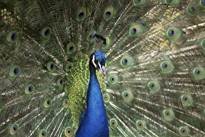 Peacock Prints: Peacock, Buchlovice, South Moravia, Czech Republic, Europe