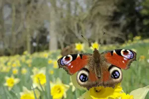 Invertebrate Prints: Peacock butterfly (Inachis io) on Wild daffodil (Narcissus pseudonarcissus)