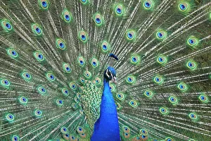Innsbruck Prints: Peacock in the gardens of Schloss Ambras