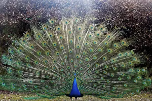 Peacock in the gardens of Schloss Ambras, a Renaissance castle and palace located in the hills above Innsbruck, Austria, Europe