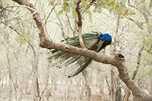 Ranthambhore Prints: Peacock (Indian peafowl) (Pavo cristatus), Ranthambhore, Rajasthan, India, Asia