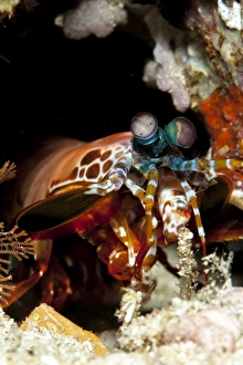 Images Dated 28th May 2008: Peacock mantis shrimp (Odontodactylus scyallarus), Sulawesi, Indonesia, Southeast Asia, Asia