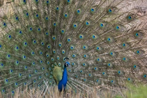 Bandhavgarh Prints: Peacock (Pavo cristatus)