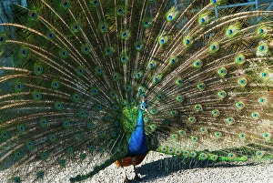 Elegant Prints: Peacock, Ruthin Castle, Clwyd, Wales, United Kingdom