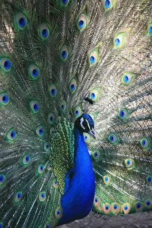 Images Dated 19th April 2006: Peacock, Thessalonica, Macedonia, Greece, Europe
