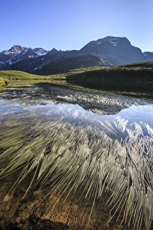 Reeds Prints: Peak Suretta is reflected in Lake Andossi at dawn, Chiavenna Valley, Spluga Valley