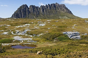 Cradle Mountain Prints: Peaks of Cradle Mountain, 1545m, on the Overland Track, Cradle Mountain Lake St