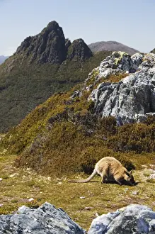 Wallaby Prints: Peaks of Cradle Mountain, 1545m, and wallaby feeding on shrubs on the Overland Track