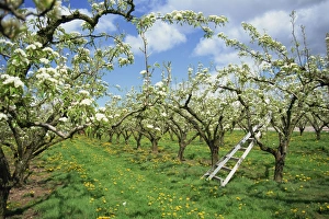 Worcestershire Prints: Pear blossom in orchard, Holt Fleet, Worcestershire, England, United Kingdom, Europe