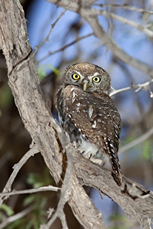 Images Dated 14th November 2009: Pearl spotted owlet (Glaucidium perlatum), Kgalagadi Transfrontier Park